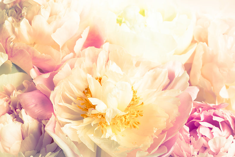Peony Yellow - Canvas