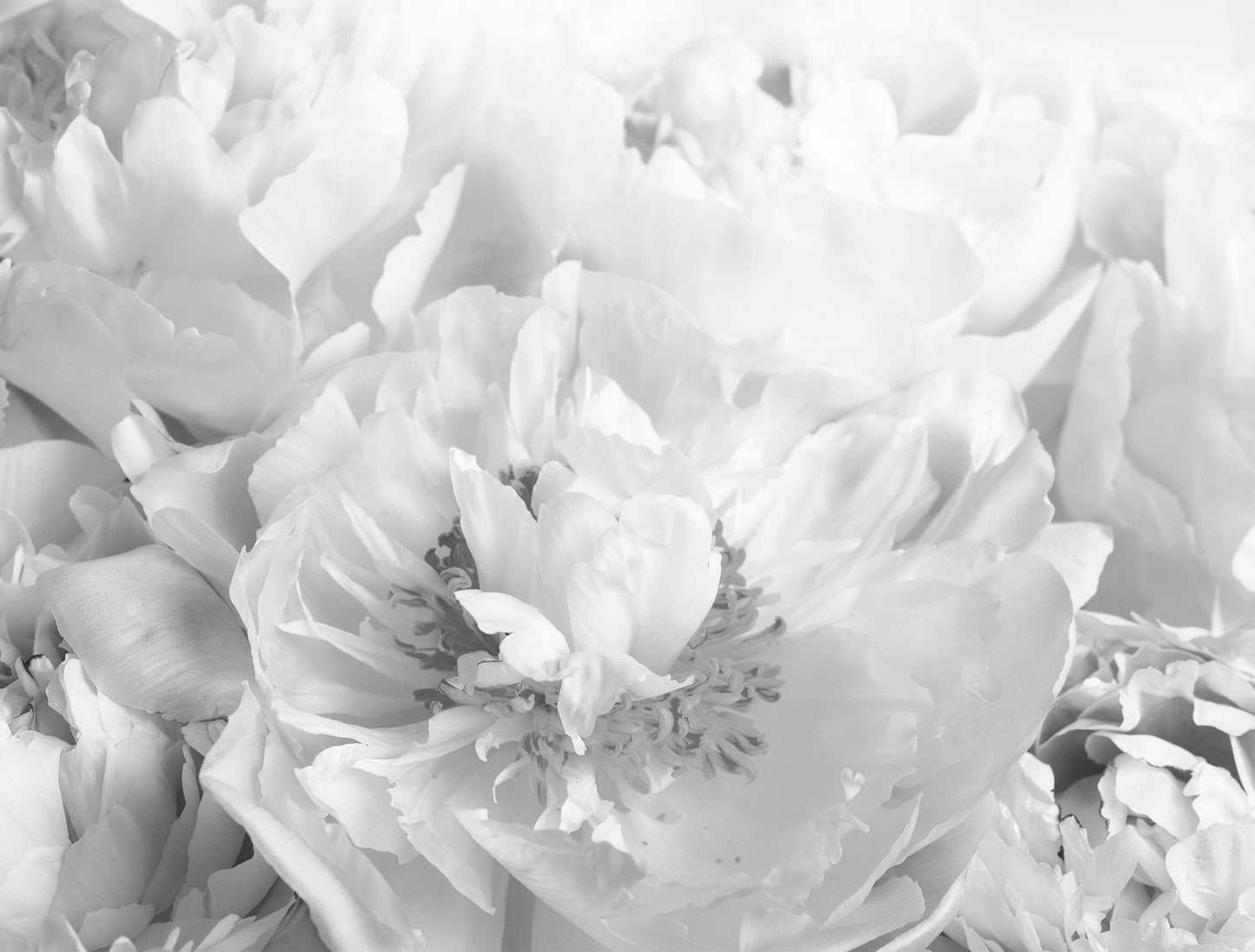 Peony Black and White