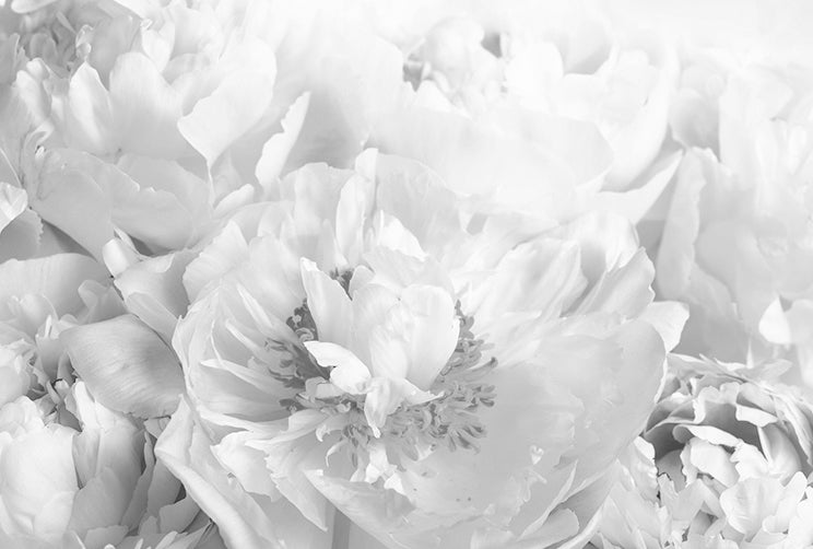Peony Black and White