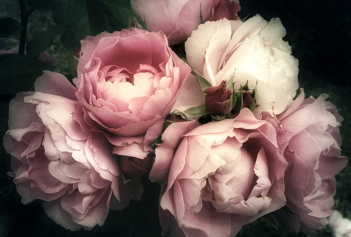 Pretty Peony - Full Wall Mural