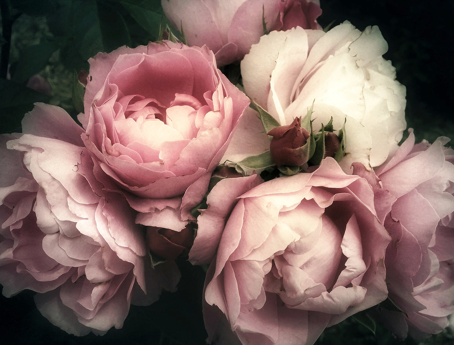 Pretty Peony - Full Wall Mural