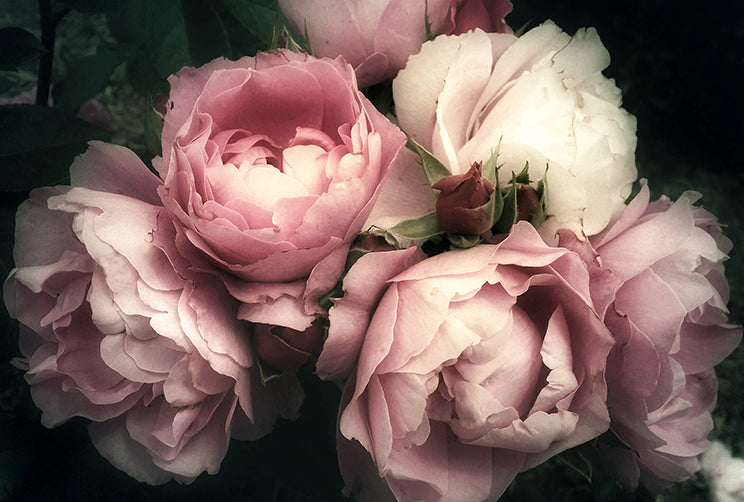 Pretty Peony - Full Wall Mural