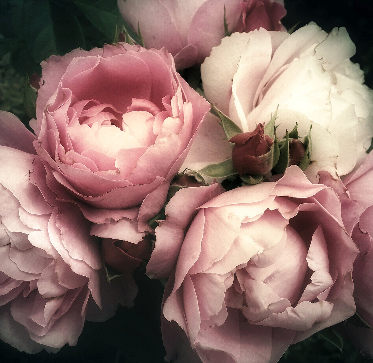 Pretty Peony - Full Wall Mural