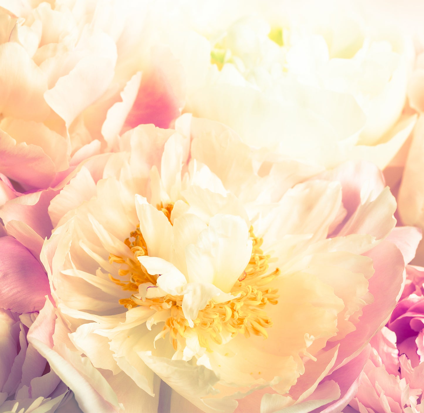 Peony Yellow