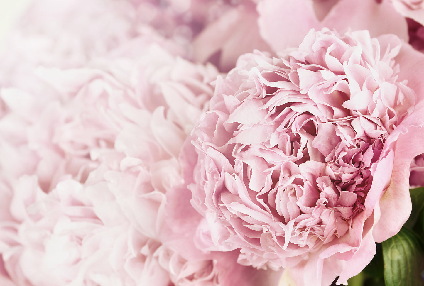 Pink Posy - Full Wall Mural