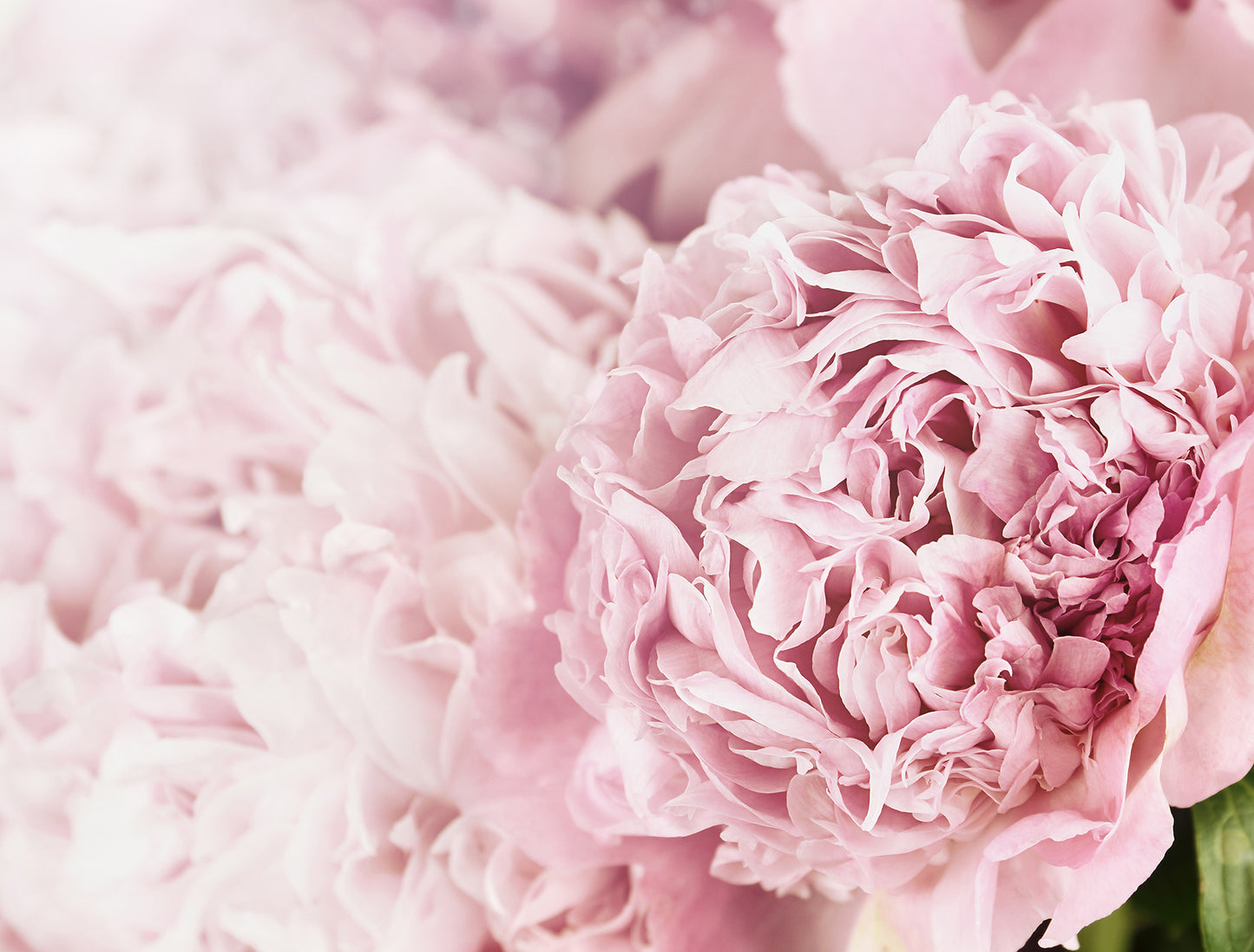 Pink Posy - Full Wall Mural