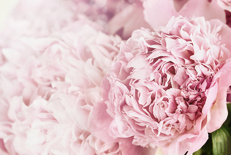 Pink Posy - Full Wall Mural