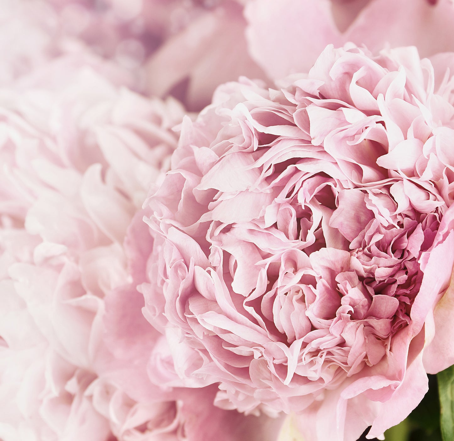 Pink Posy - Full Wall Mural