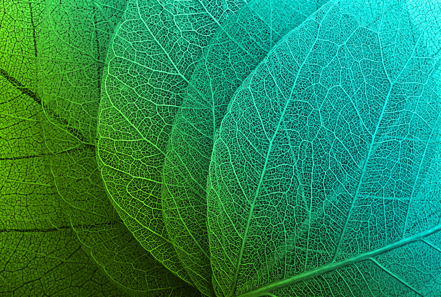 Shades of Green - Full Wall Mural