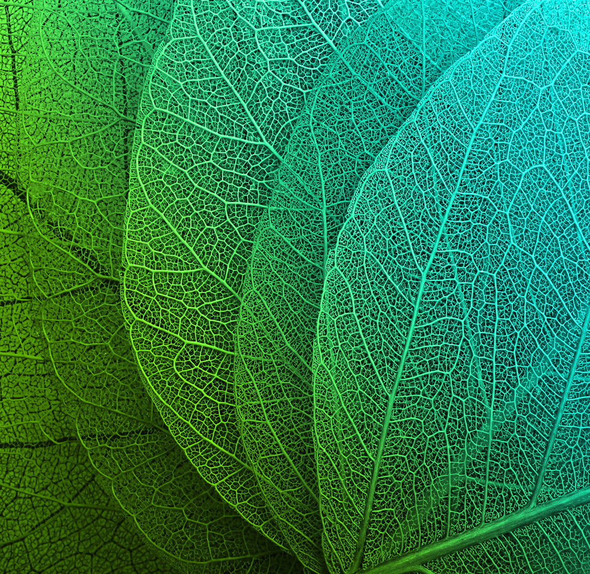 Shades of Green Full Wall Mural Pro Art Factory Direct