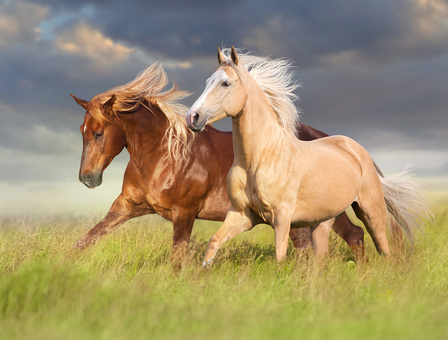 Wild and Free - Full Wall Mural