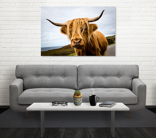 Highland Cow - Canvas