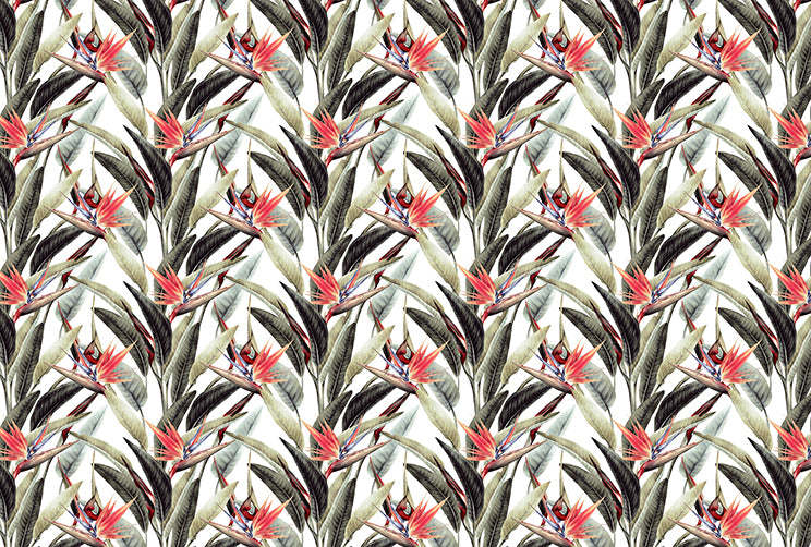 Bird of Paradise  - Full Wall Mural