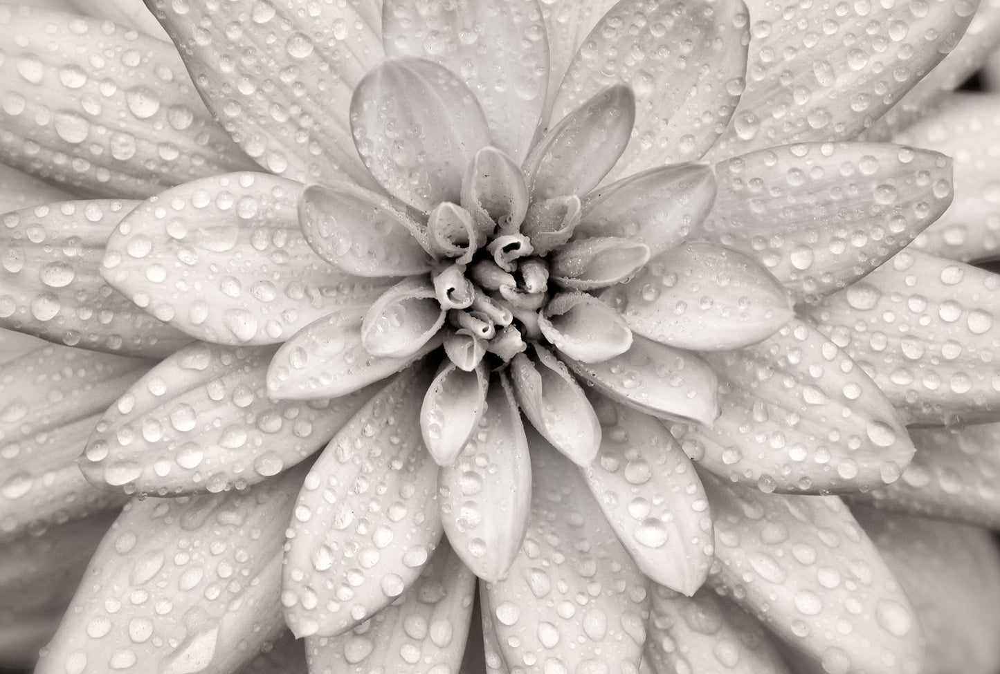 Elegant Bloom - Full Wall Mural
