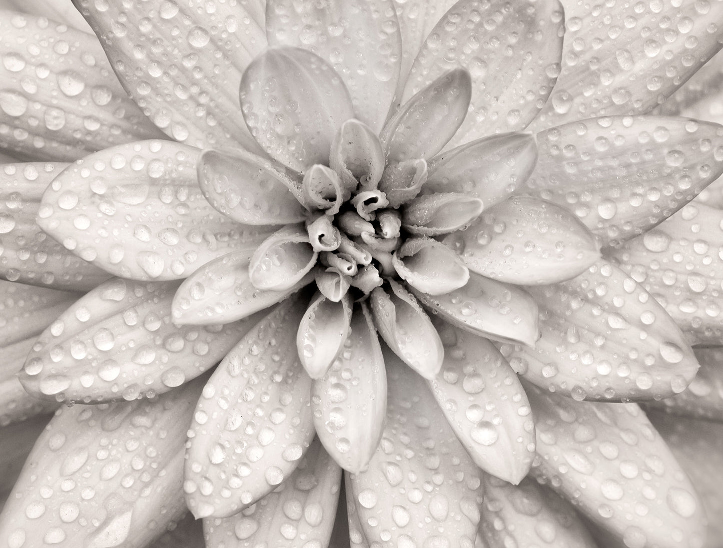 Elegant Bloom - Full Wall Mural