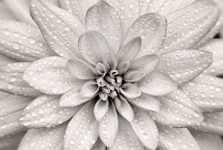 Elegant Bloom - Full Wall Mural