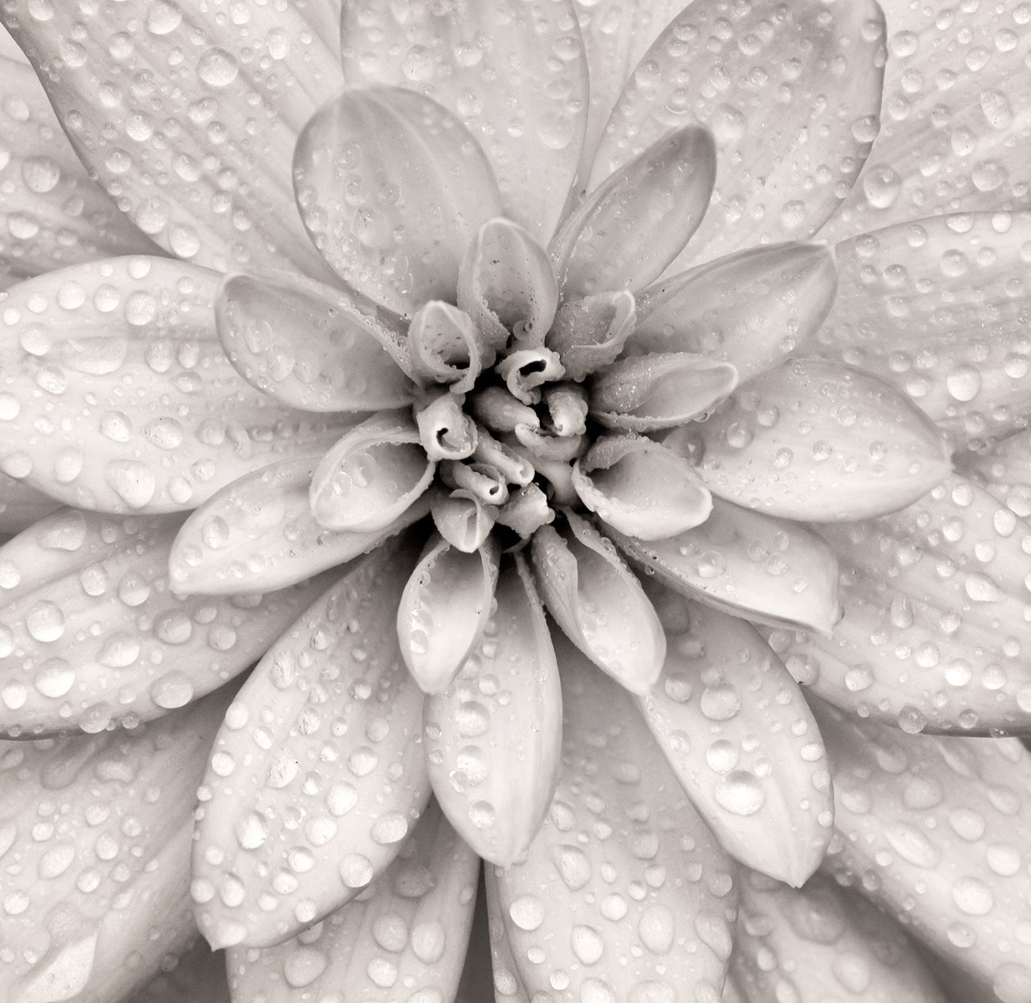 Elegant Bloom - Full Wall Mural
