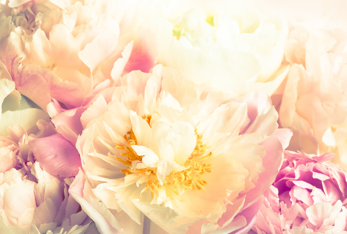 Peony Yellow