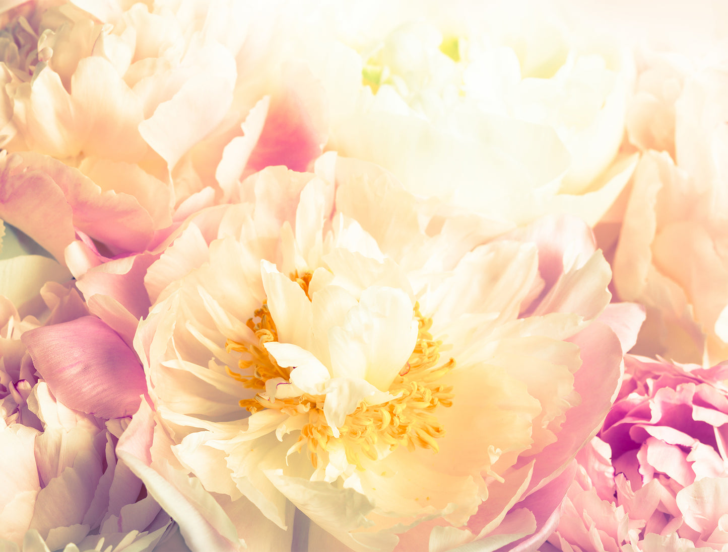 Peony Yellow